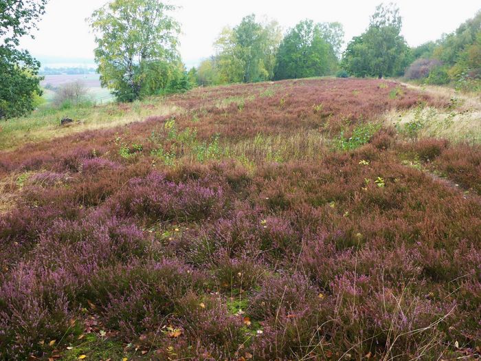 Foto von der Schwarze Heide 