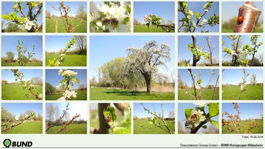 Blühende Obstbäume