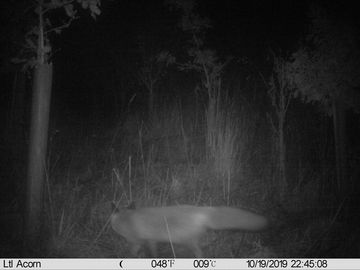 Fuchs im Wildkatzenkorridor Gerzen