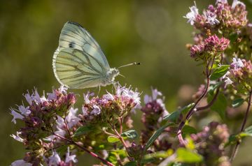 Foto von Grünader Weißling