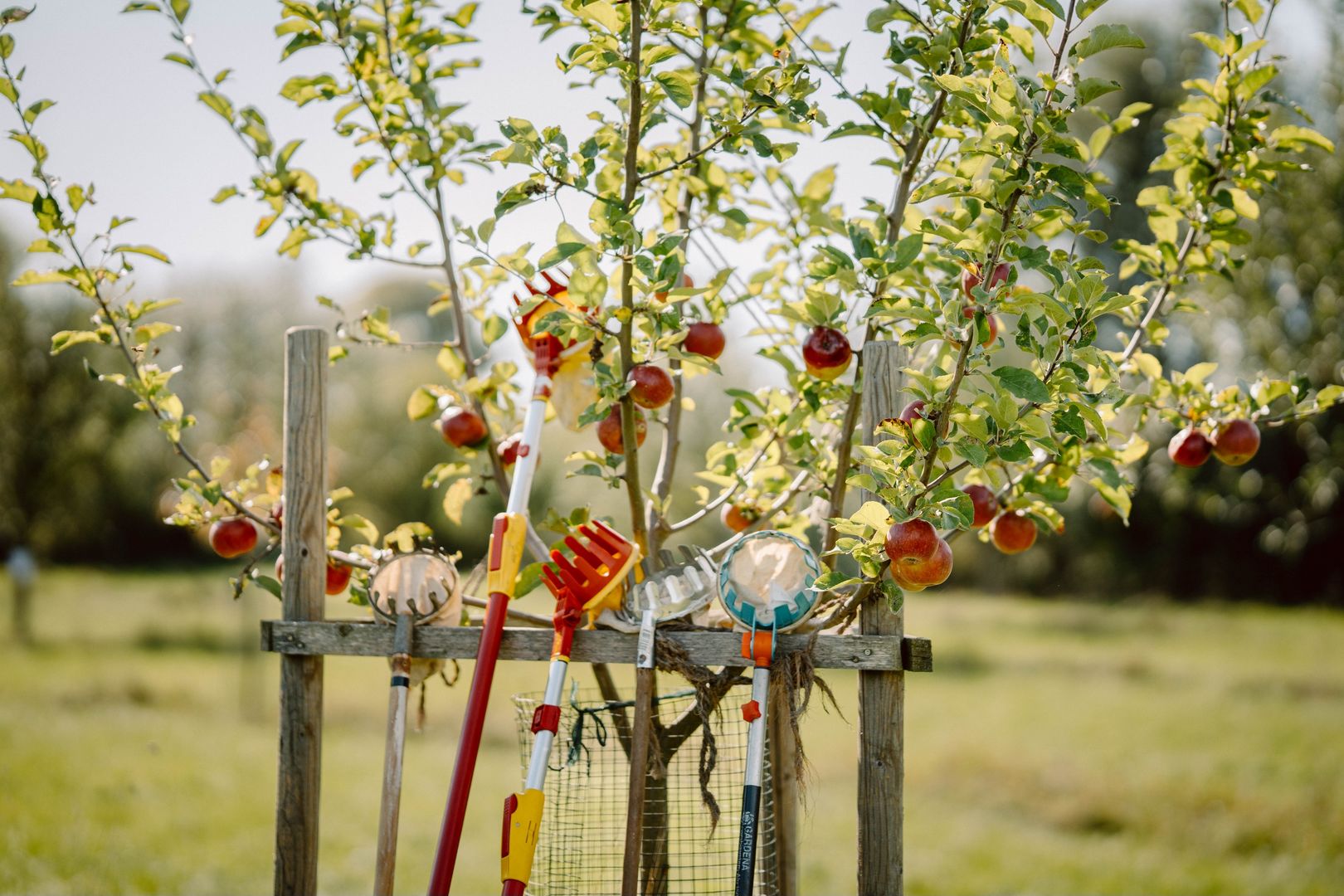 Foto von einem Apfelbaum