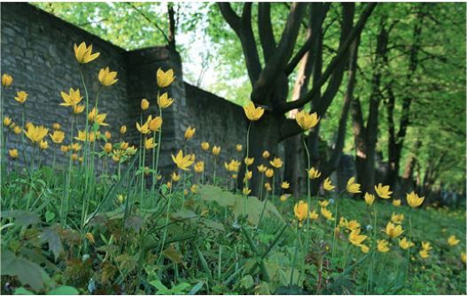 Wilde Tulpen