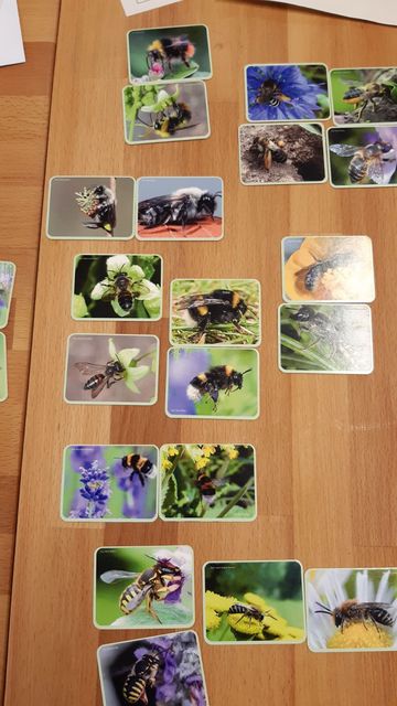 Memo-Spiel mit Wildbienen
