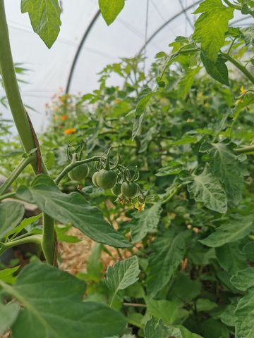 Tomate Ruthje wächst einträchtig neben Bohnen und Physalis