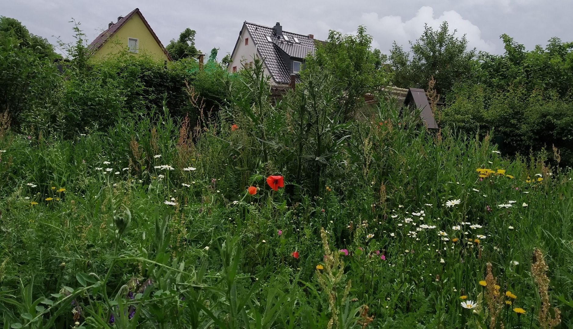 Wildblumenwiese auf dem Moritzberger Friedhof