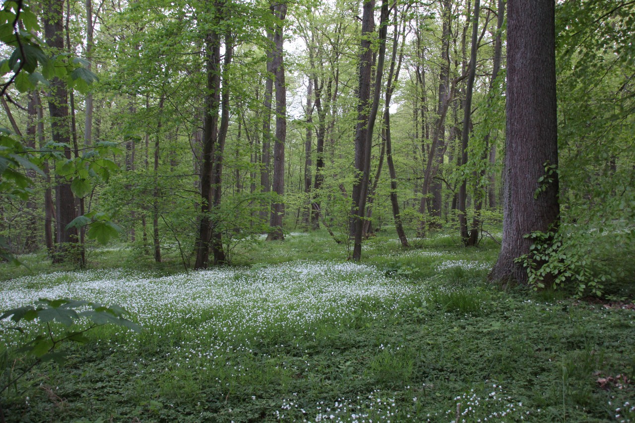Hildesheimer Wald