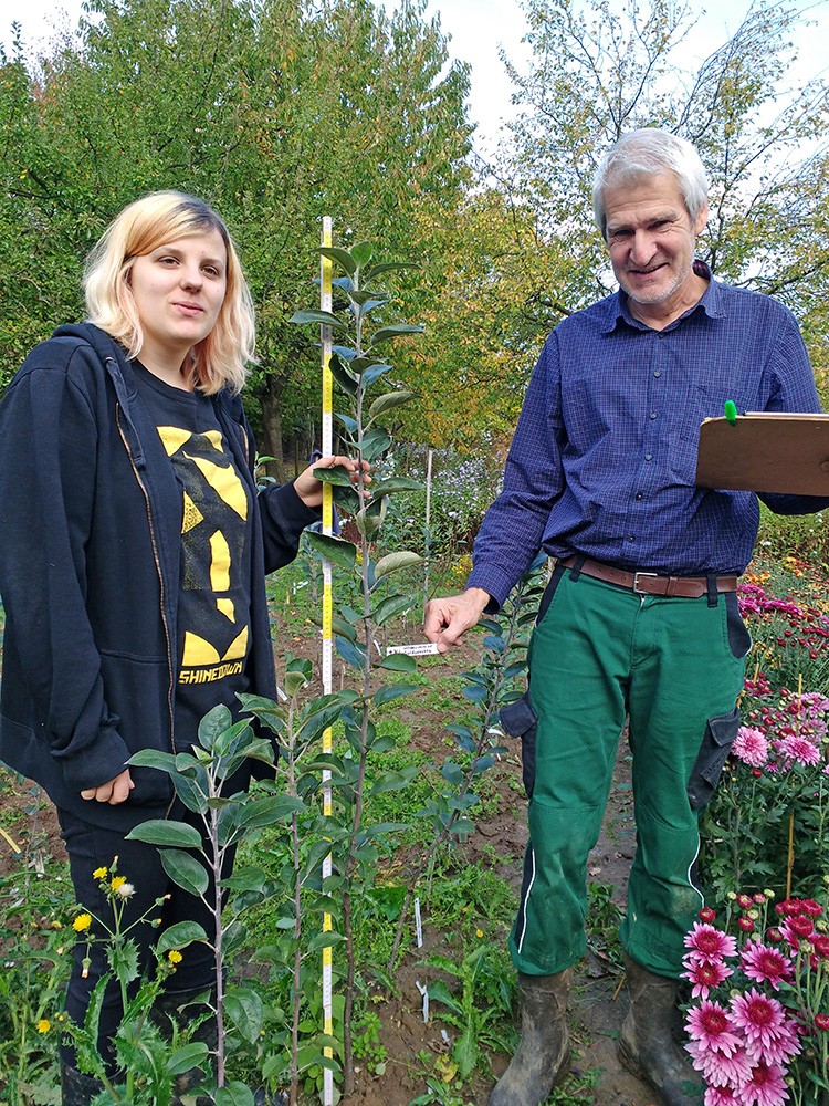FÖJ-lerin Milena Redeker und Klaus Heisig mit der 160 hoch gewachsenen „Hildesheimer Goldrenette“