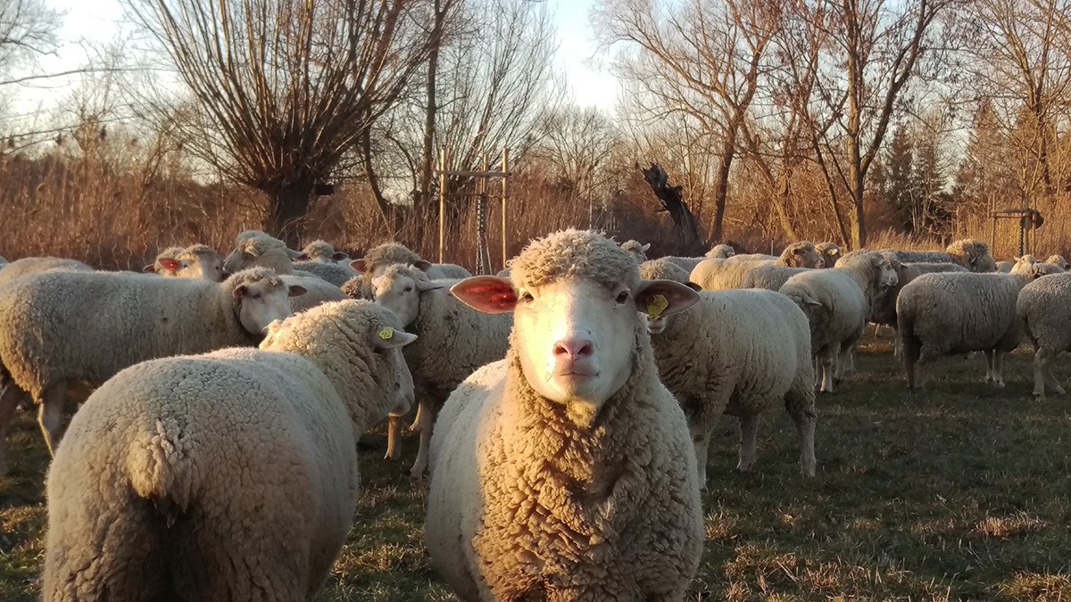 Schafe auf der Streuobstwiese Gronau