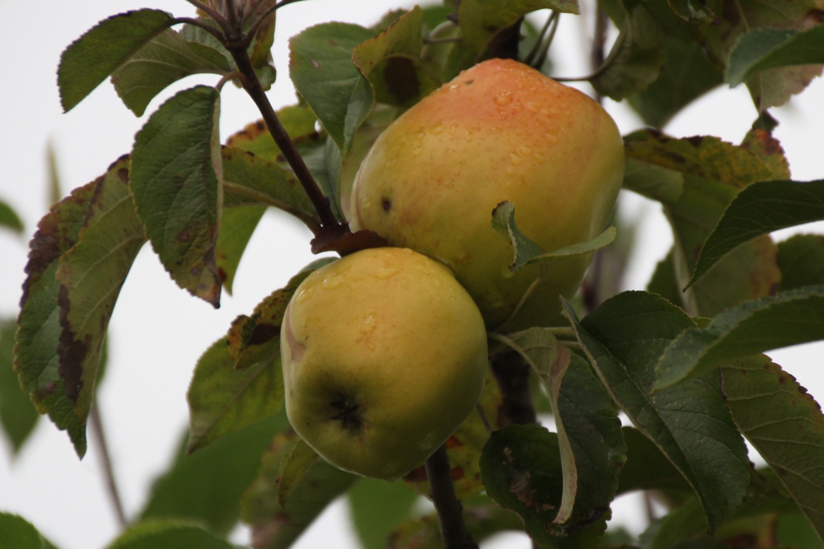 Äpfel auf der Streuobstwiese Gronau